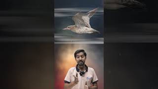 Bar tailed Godwit ytshorts birds viral physics viralvideos physicsfun physicsexperiment [upl. by Cherilyn369]