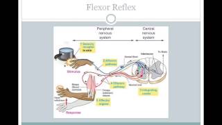 SJSU Neurophysiology  Lecture 11  Motor Reflexes [upl. by Anrym]