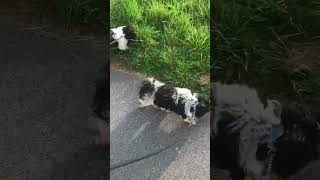 fyndar i gräset båda vovvarna idag på promenad bichon havanais bichonhavanais dogs hund [upl. by Udele]