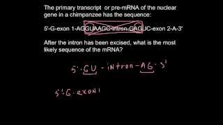 How to find an intron in DNA sequence [upl. by Iphigenia11]