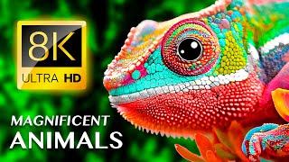 MAGNIFICENT ANIMALS 8K ULTRA HD  With Calming Music [upl. by Sivad358]