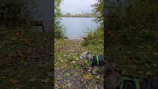 Spaziergang im Regen rain wandernmithund hund dog [upl. by Drislane]