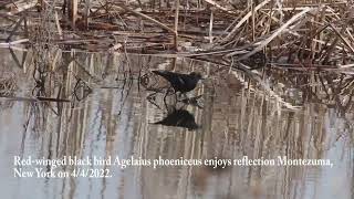 Redwinged blackbird Agelaius phoeniceus video and slide show enjoys reflection Montezuma NY 42022 [upl. by Ikcir]