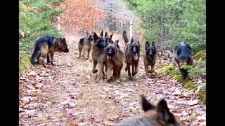 10 german shepherds playing together [upl. by Hesta]