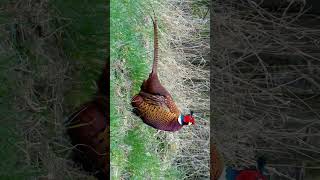 Ringnecked Pheasant Common Pheasant Phasianus colchicus  Observed in Description [upl. by Mauldon]