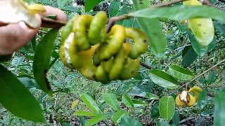 Embira pindaíba embiriba cortiça pimenta de macaco Xylopia brasiliensis [upl. by Ainafetse930]