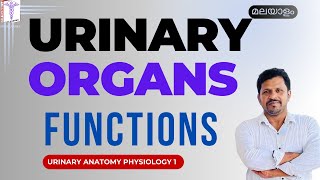 Urinary system Organs Anatomy Physiology Malayalam Ureters Urinary Bladder Urethra Excretory system [upl. by Mellette]