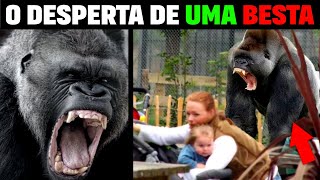 O Despertar da Besta BOKITO O GORILA QUE ATACOU DEZENAS DE PESSOAS NO ZOOLÓGICO História Completa [upl. by Mahgem692]