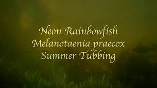 Neon Rainbowfish Melanotaenia praecox Summer Tubbing [upl. by Ilke]