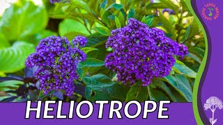 HELIOTROPE Information Description and More quotCHERRY PIE PLANTquot Heliotropium arborescens [upl. by Notniw330]