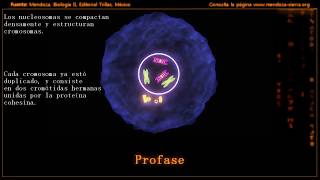 Mitosis profase prometafase metafase anafase y telofase [upl. by Trellas]