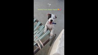 How To Give Drools Starter Food To Two Months Old Puppypitbull shorts dog viral viralvideo [upl. by Langbehn]