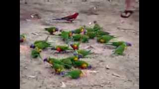 Wild lorikeets in a feeding frenzy for sunflower seed [upl. by Aicelav]