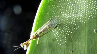 Mantisfly lay eggs 2012 5 30 [upl. by Kusin]