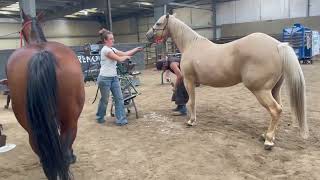 Live Shoeing Class at FAWS Fall ConventionFarrier Competition [upl. by Ibrek]