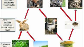 B128 Interdependence and food webs [upl. by Gradeigh]