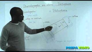 Biochimie cours étude des protéines chromatographie sur colonne électrophorèse [upl. by Ulyram712]