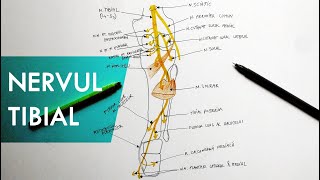 Nervul Tibial  Tutorial Anatomie [upl. by Hidie222]