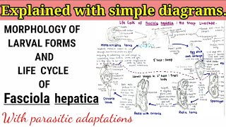 Fasciola hepatica Sheep liverfluke Life cycle [upl. by Natelson]