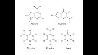 purinas y pirimidinas [upl. by Noelc]
