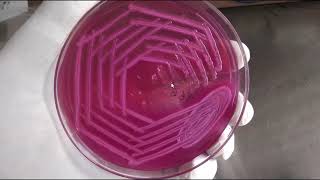 MacConkey medium MacConkey agar [upl. by Zachar]