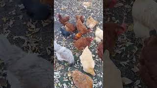 🍁 Food Forest Fall Chickens Play in Leaves amp Enjoy Pumpkin Treats 🐔 [upl. by Atsirak]