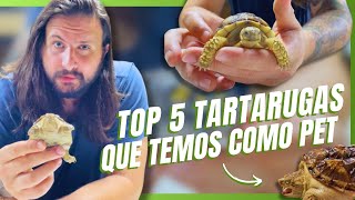 TOP 5 QUELONIOS COMO PET  A CASA DOS BICHOS [upl. by Anderer]