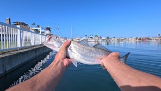 Hunting Corvina in San Diego Bay [upl. by Lletnahs72]