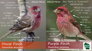 ID Tips Purple Finch vs House Finch [upl. by Nadaha]