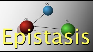 Genetic epistasis [upl. by Rebmit]