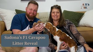 Sedonas F1 Cavapoo Litter Reveal [upl. by Philender]