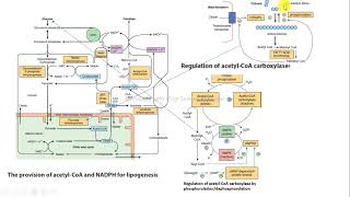 lipogénesis Ac CoA NADPH regulación ACC bioquímica Harper [upl. by Opalina350]