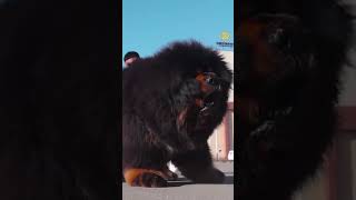 The ferocity of the Tibetan Mastiff tibetanmastiffdog tibetanmastiff PromoteTibetanMastiffCulture [upl. by Flem]