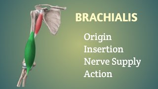 Brachialis Muscle  Origin  Insertion  Nerve supply  Action  by Physiotrav [upl. by Eseret]