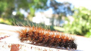 Rhodogastria amasis tricoloured tiger mothlarva on thumbnailThe larvae feed on AcaciaCalodendrum [upl. by Rizas]