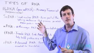 5 Types of RNA mRNA tRNA rRNA HnRNA and SnRNA [upl. by Eixirt961]