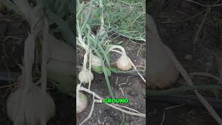 When to Harvest Onions Perfect Timing Tips gardening [upl. by Grory534]