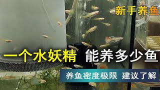 一个小水妖精，能分解多少条鱼产生的氨氮 [upl. by Peirce]