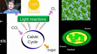 Photosynthesis 🌷  What is photosynthesis  Stepbystep process [upl. by Notsirb]