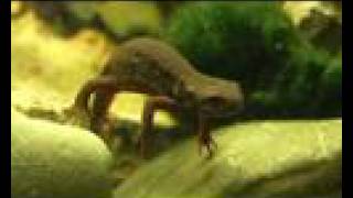 Cynops Pyrrhogaster Japanese Fire Belly Newt [upl. by Enniroc659]