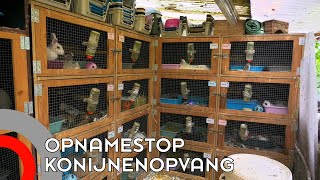 Opnamestop bij konijnenopvang [upl. by Alisha855]