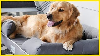 ✅Top 5 Very Best Dog Beds For Large Dogs 2024 [upl. by Anihta]