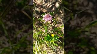 Tragopogon porrigolius  Salsify  Λαγοχορτο πεντανόστιμο foraging botany herbalmedicine [upl. by Brost]