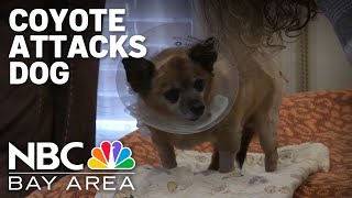 Coyote attacks Chihuahua in San Jose backyard woman says [upl. by Habas]