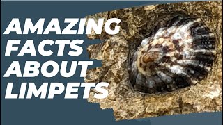 Limpets  amazing facts for kids [upl. by Ardekan]