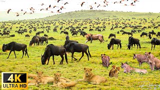 4K African Wildlife  The Worlds Greatest Migration from Tanzania to Kenya With Real Sounds [upl. by Spiros]