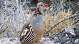 Perdiz Moruna  partridge moruna  Alectoris barbara [upl. by Elicec629]