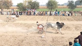 New Bull Race in ملک واہین تبہ January 2 2022bit ka jalsa all janubi Punjab ke bail نیو بیل ریس [upl. by Ibbor100]