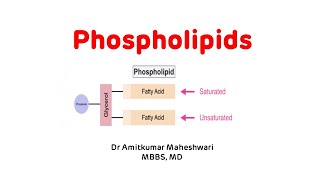 Phospholipids  Phospholipids Biochemistry  Phospholipid Functions phospholipids biochemistry [upl. by Akinek994]