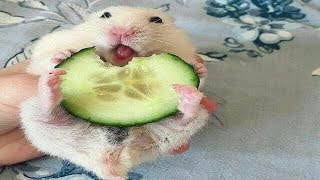 Funny Hamsters  Cute And Funny Hamster Videos Compilation [upl. by Aneleve]